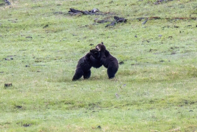 Grizzly Bears Fairy Falls Parking Lot 2025